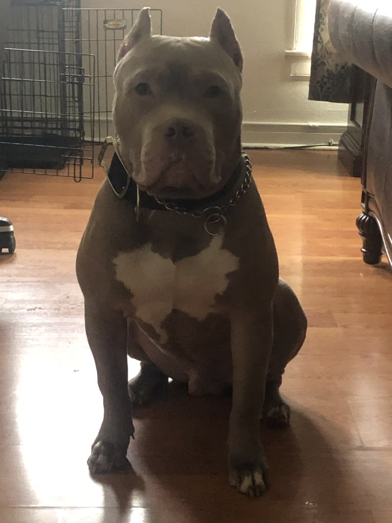 Giannis, an American Bully tested with EmbarkVet.com