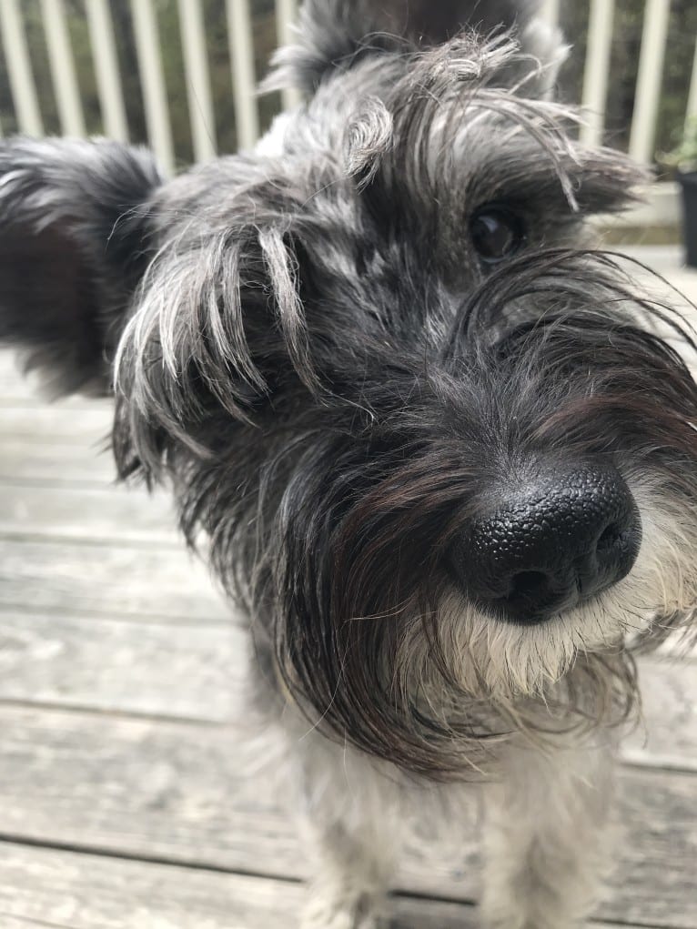 Digby, a Miniature Schnauzer tested with EmbarkVet.com