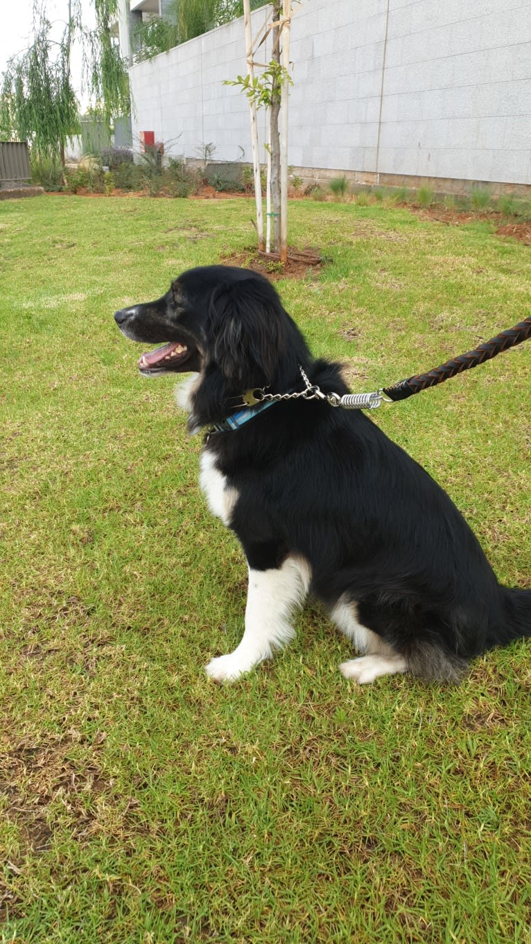 Baloo, an Arabian Village Dog tested with EmbarkVet.com