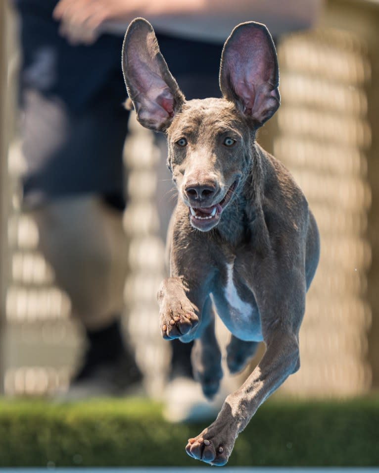 Angenehm's I Don't Need a Crown at Greyhaus, a Weimaraner tested with EmbarkVet.com