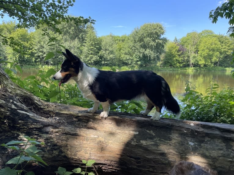 Welshjewels Idol’s Eye, a Cardigan Welsh Corgi tested with EmbarkVet.com