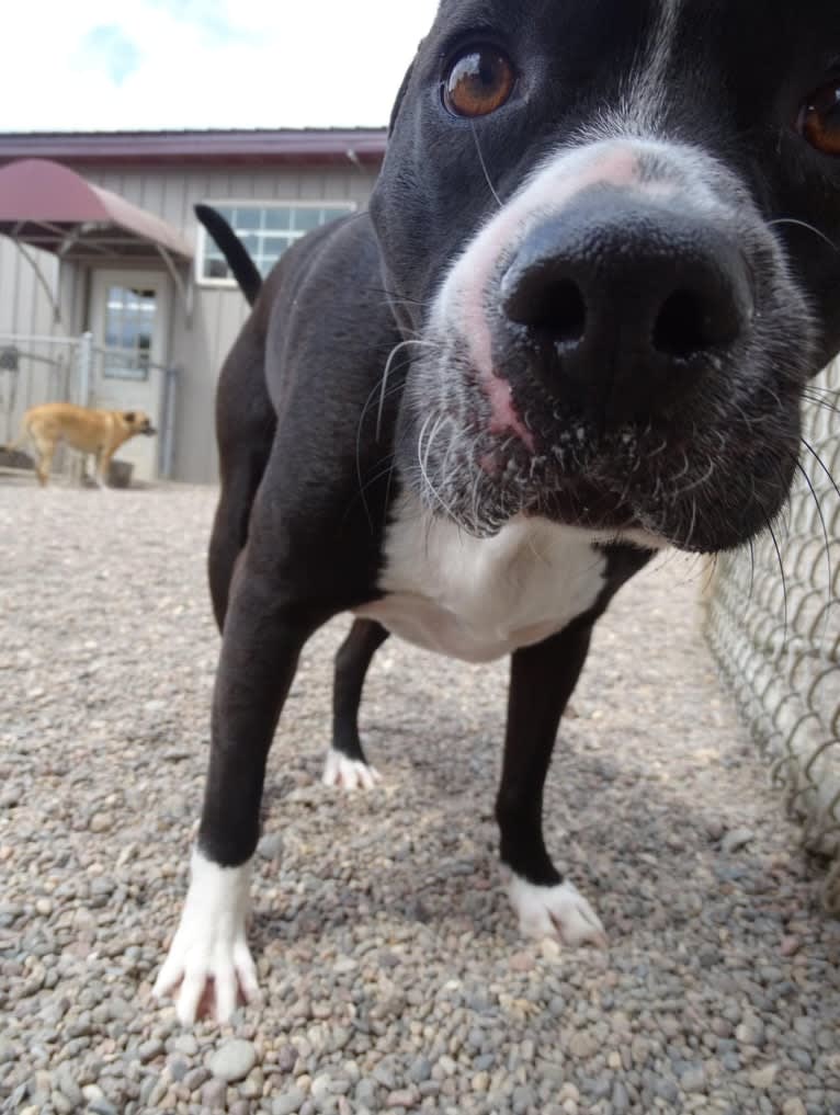 Roger, an American Bully and Rat Terrier mix tested with EmbarkVet.com