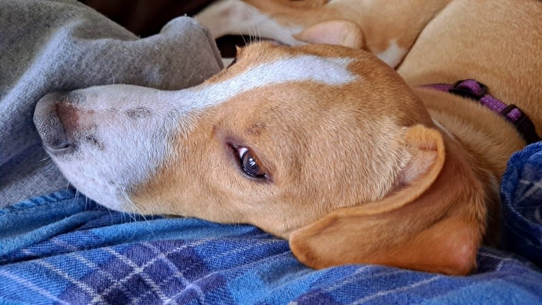 Stella, a Rat Terrier and Mountain Cur mix tested with EmbarkVet.com