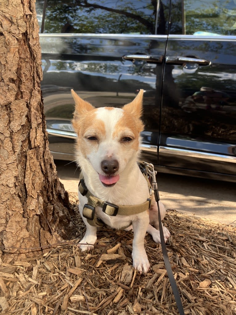Daisy, a Chihuahua and Rat Terrier mix tested with EmbarkVet.com