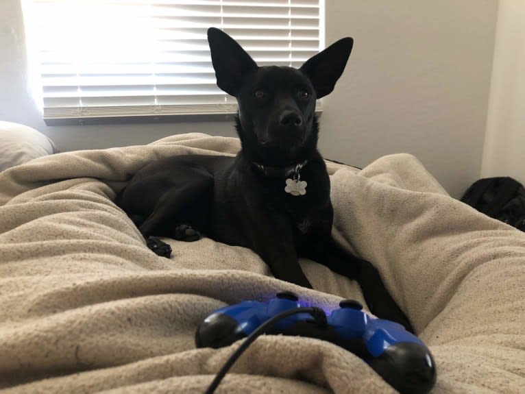 Wesley, an Australian Cattle Dog and Chihuahua mix tested with EmbarkVet.com