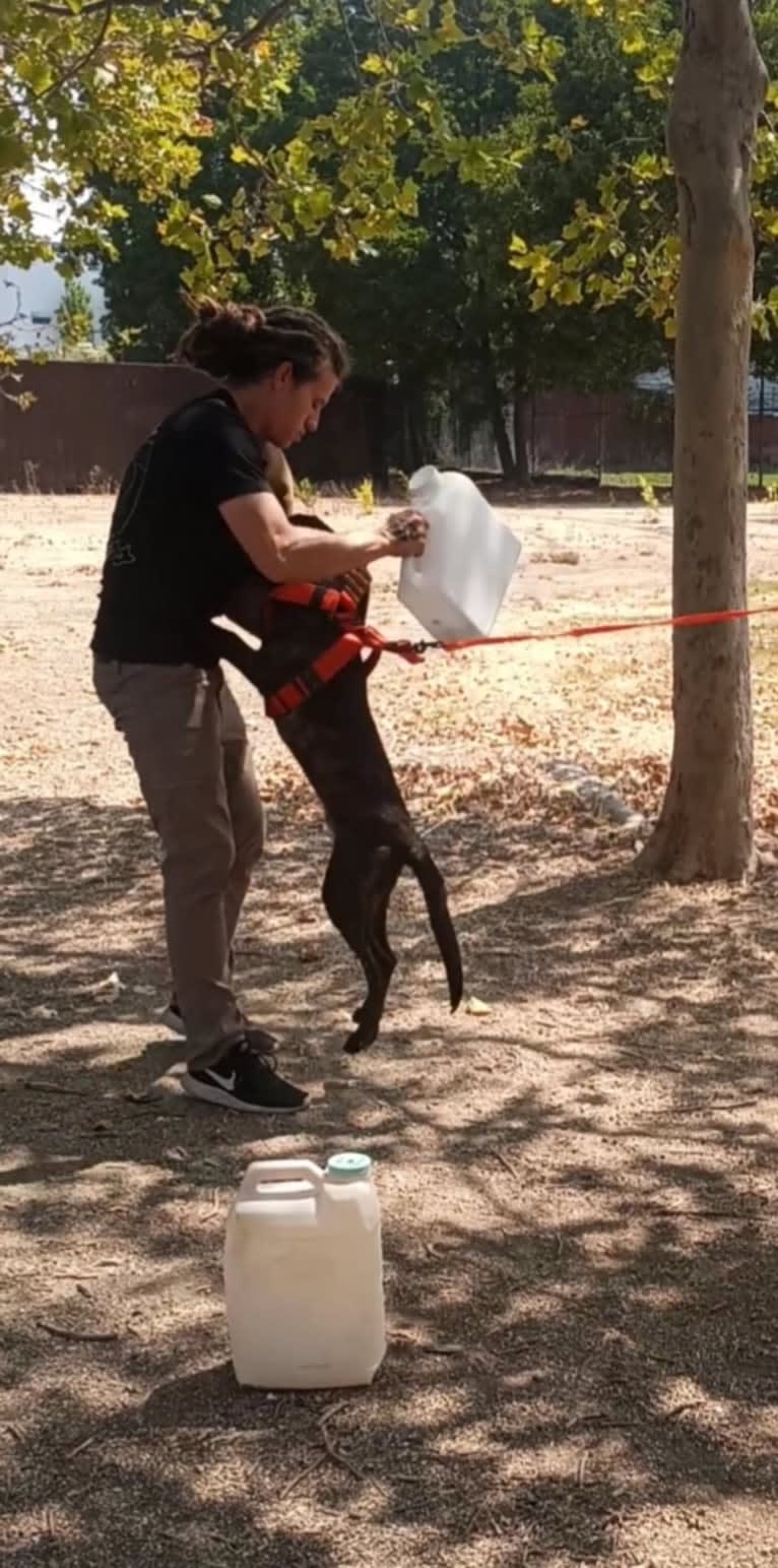 Static, a Dutch Shepherd tested with EmbarkVet.com