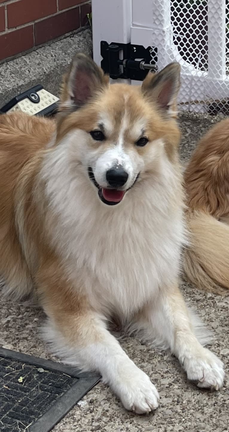 George, an Icelandic Sheepdog tested with EmbarkVet.com