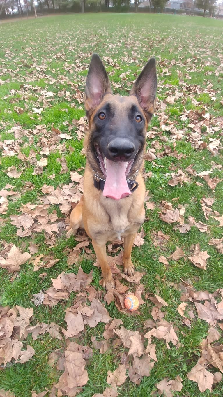 Nyx, a Belgian Shepherd tested with EmbarkVet.com