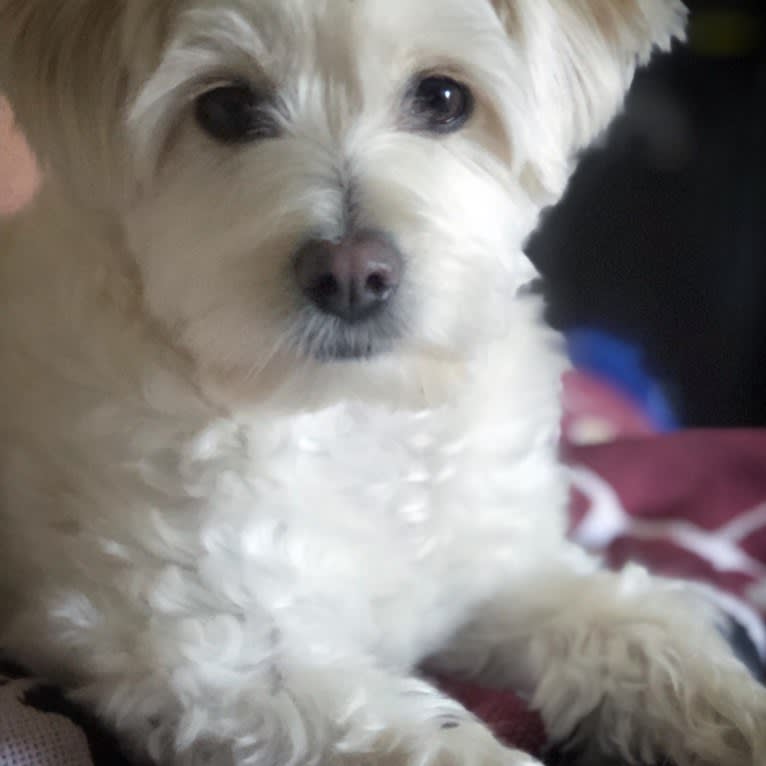 Tiffy, a Poodle (Small) and Miniature Schnauzer mix tested with EmbarkVet.com