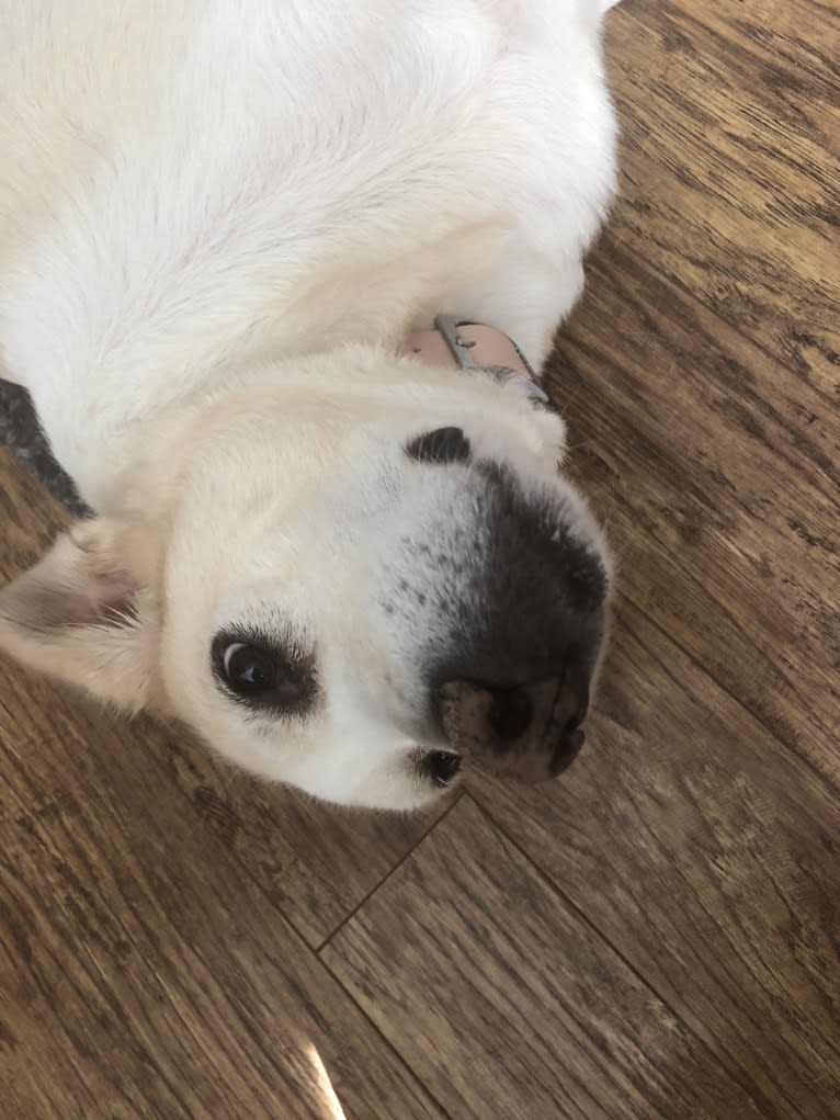 Bianca Jack, an European Village Dog and Maremma Sheepdog mix tested with EmbarkVet.com