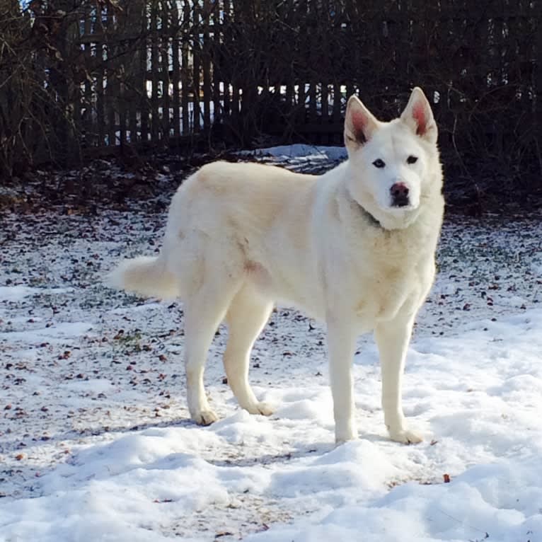 Nanuk, a Siberian Husky and German Shepherd Dog mix tested with EmbarkVet.com