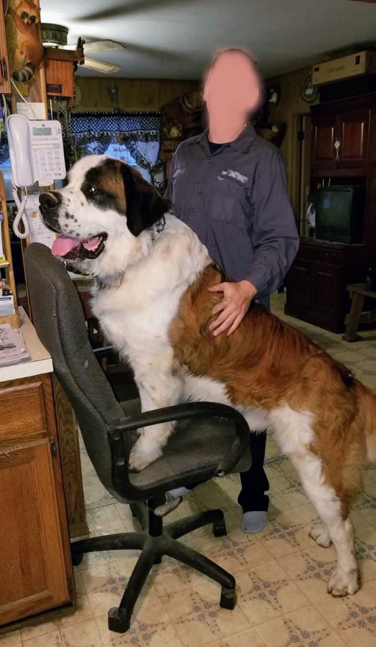 Thor, a Saint Bernard tested with EmbarkVet.com