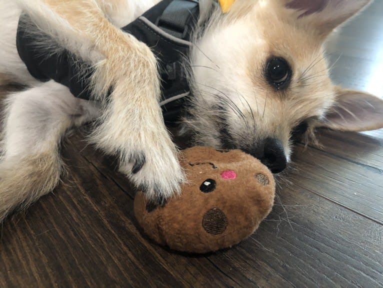 Bruno, a Pomeranian and Miniature Schnauzer mix tested with EmbarkVet.com