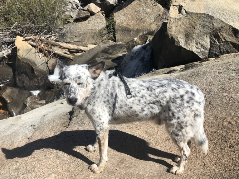 Dux, an Australian Cattle Dog and Border Collie mix tested with EmbarkVet.com