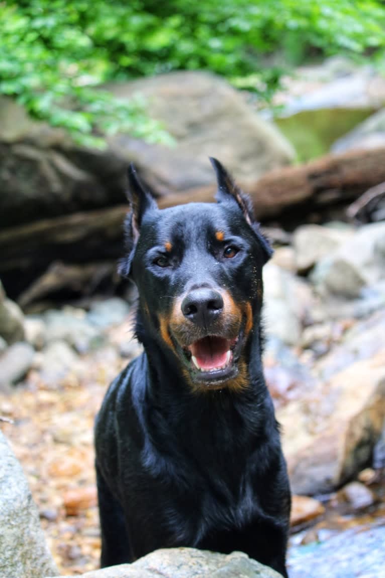 Kenai, a Beauceron tested with EmbarkVet.com