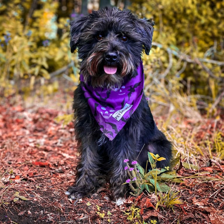 Poppy, a Miniature Schnauzer tested with EmbarkVet.com