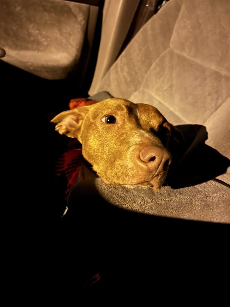 Bruce, an American Pit Bull Terrier and Chihuahua mix tested with EmbarkVet.com