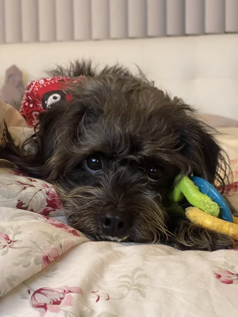 Kodak, a Poodle (Small) and Pekingese mix tested with EmbarkVet.com