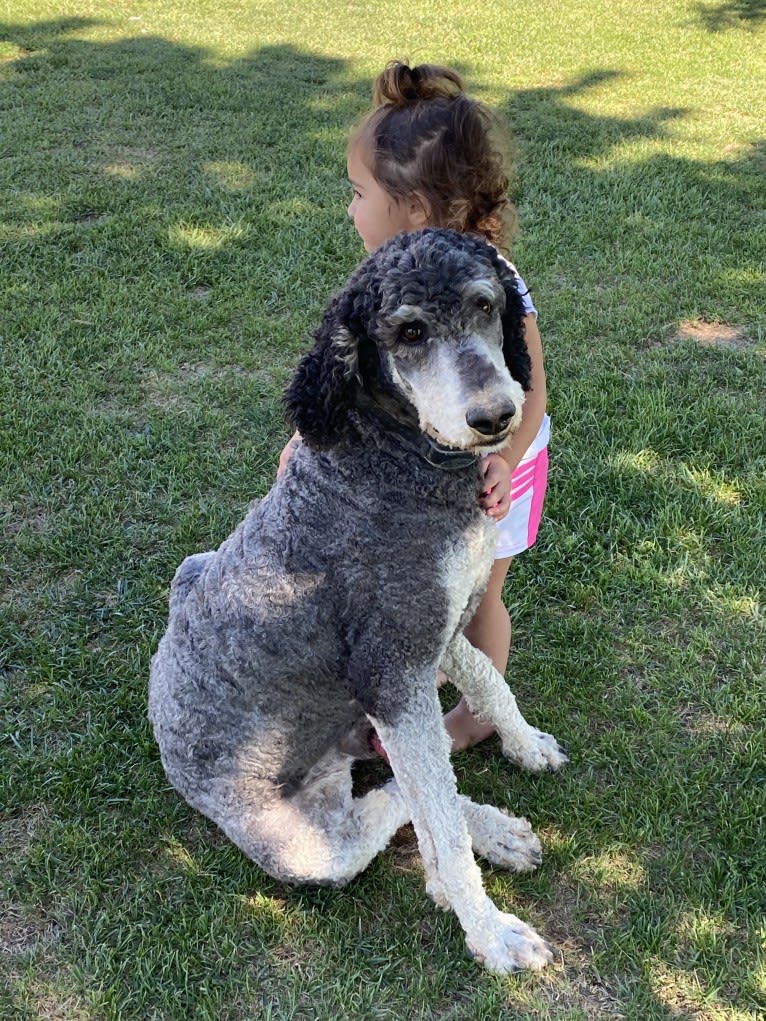 Hank, a Poodle (Standard) tested with EmbarkVet.com