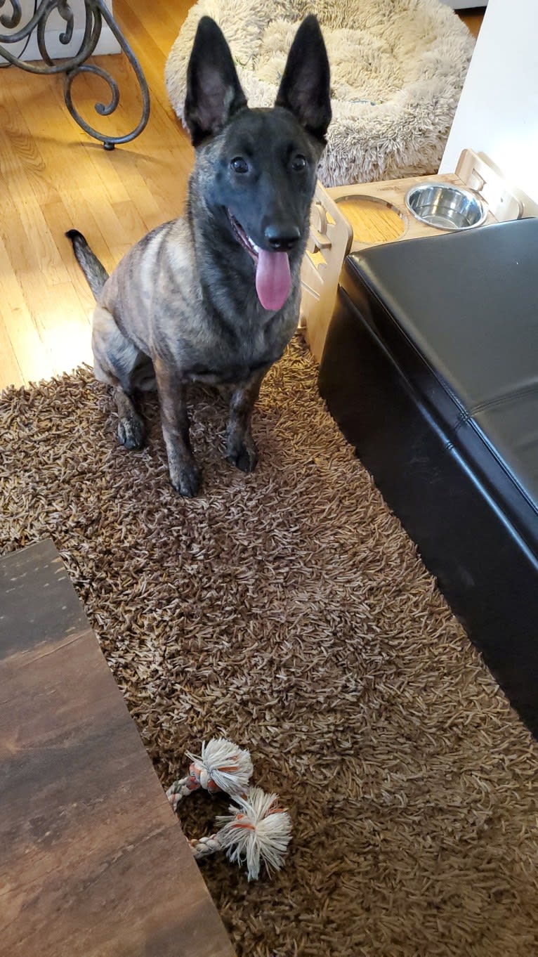 Ripley, a Dutch Shepherd tested with EmbarkVet.com