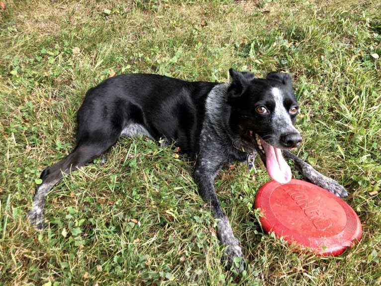 Mist, an Australian Cattle Dog and Australian Shepherd mix tested with EmbarkVet.com