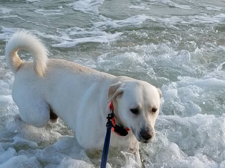 YOGI, a Labrador Retriever and American Pit Bull Terrier mix tested with EmbarkVet.com