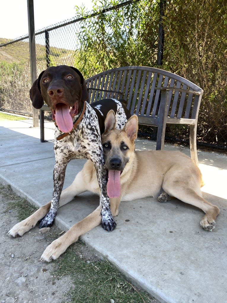 Boban, a German Shepherd Dog and Great Pyrenees mix tested with EmbarkVet.com