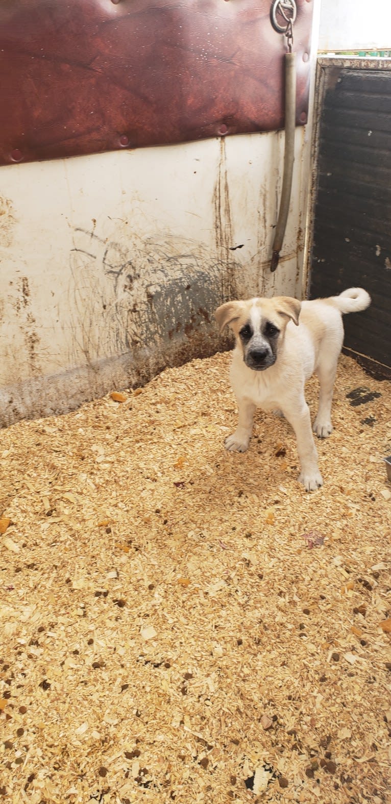 Marley, a Great Pyrenees and Australian Cattle Dog mix tested with EmbarkVet.com
