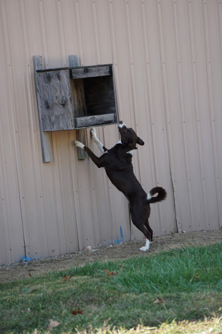 Tad, a McNab and Australian Kelpie mix tested with EmbarkVet.com