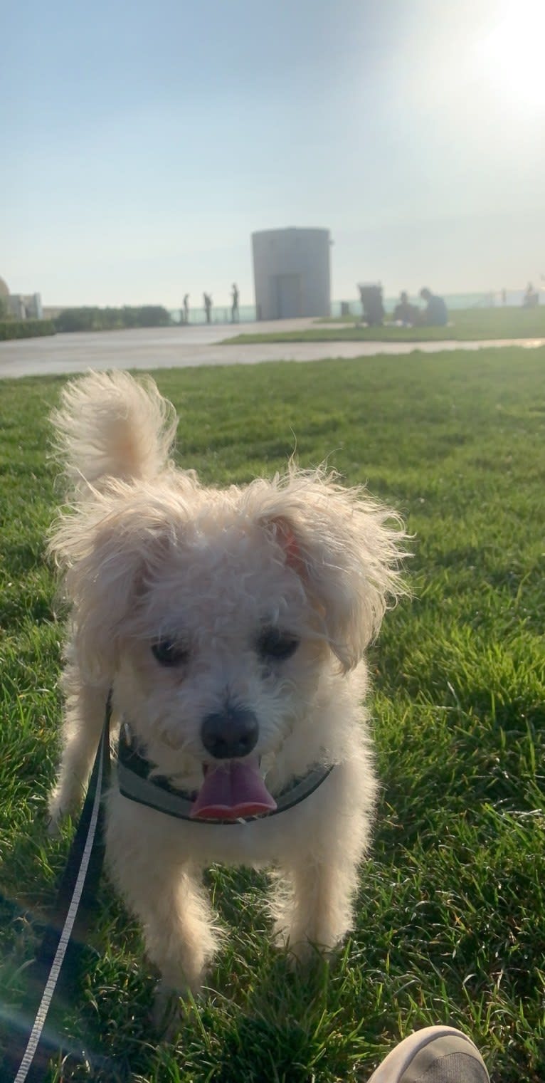 Leo Agustin, a Poodle (Small) and Yorkshire Terrier mix tested with EmbarkVet.com