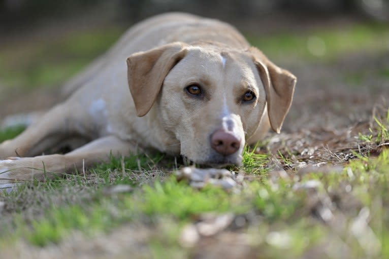 Willow, a Labrador Retriever and Treeing Walker Coonhound mix tested with EmbarkVet.com