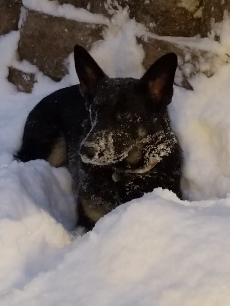 Miss Black, a German Shepherd Dog tested with EmbarkVet.com