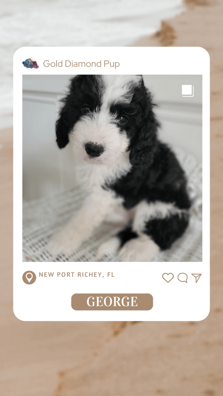 George, a Bernedoodle tested with EmbarkVet.com