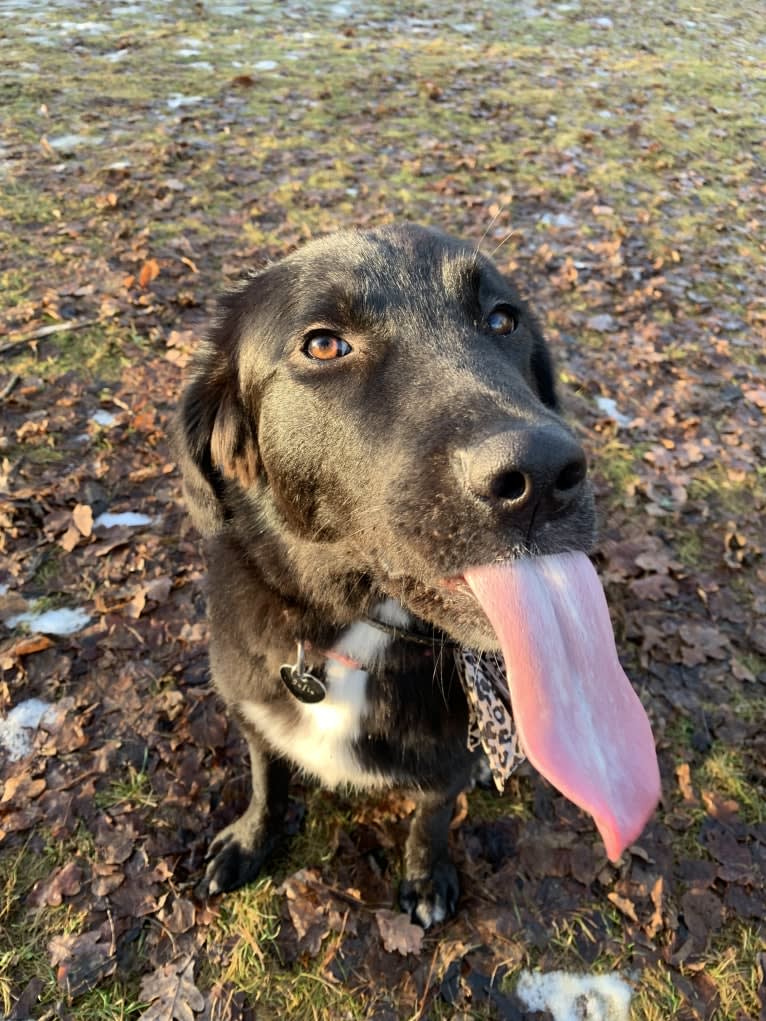 Sofia, a West Asian Village Dog tested with EmbarkVet.com