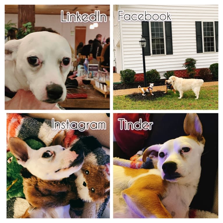 Juno, a Chihuahua and Miniature Pinscher mix tested with EmbarkVet.com
