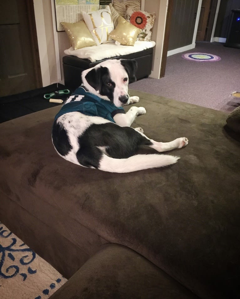 Harvey, an American Foxhound and American Bulldog mix tested with EmbarkVet.com