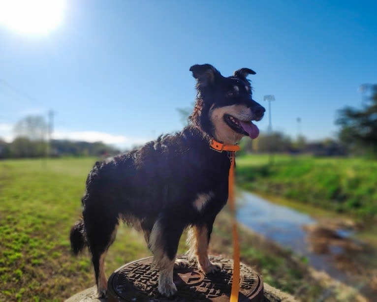 Maple, an English Shepherd tested with EmbarkVet.com