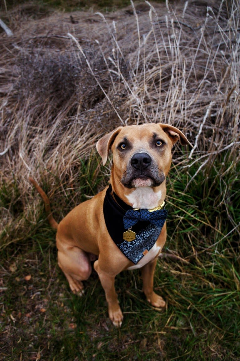 Lucian, an American Pit Bull Terrier and Rat Terrier mix tested with EmbarkVet.com