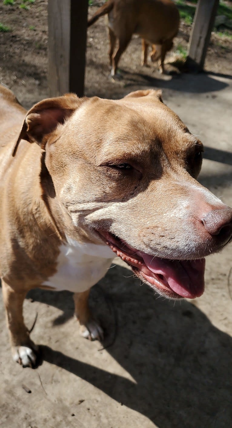 Buttercup, an American Pit Bull Terrier and Labrador Retriever mix tested with EmbarkVet.com