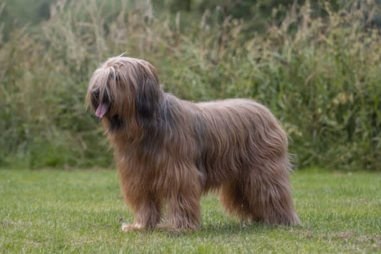 Soukey, a Briard tested with EmbarkVet.com