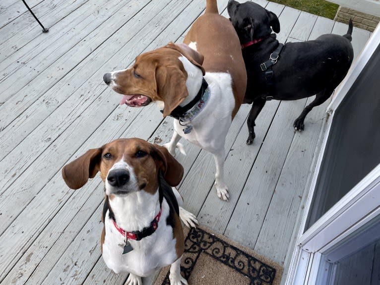 Roxy, a Treeing Walker Coonhound tested with EmbarkVet.com