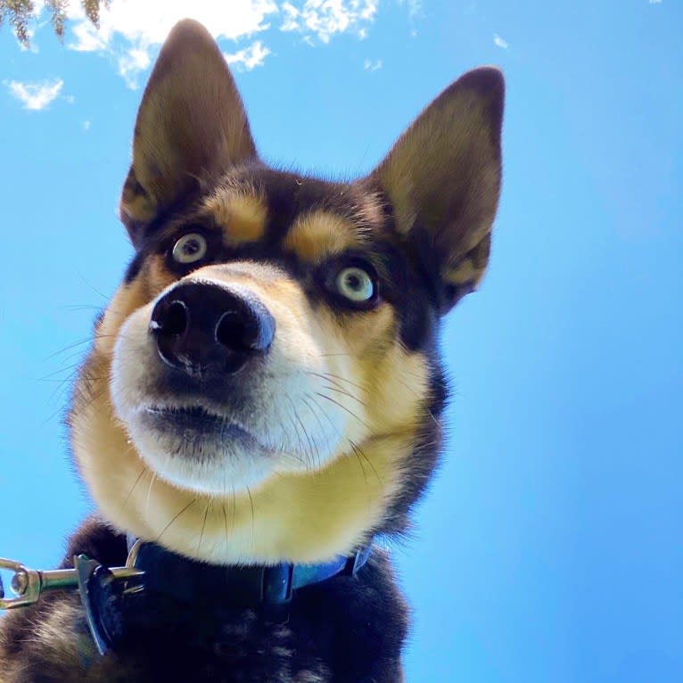 Milo, a Siberian Husky and Rat Terrier mix tested with EmbarkVet.com