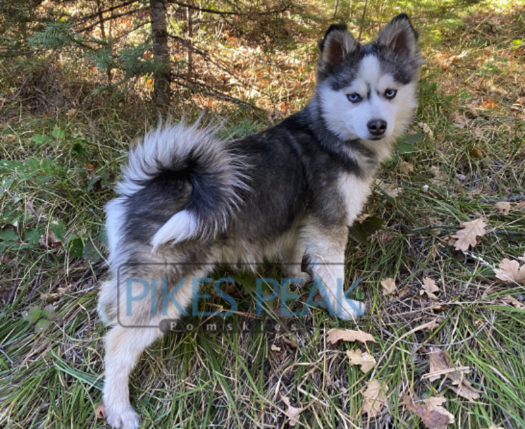Force, a Pomeranian and Siberian Husky mix tested with EmbarkVet.com