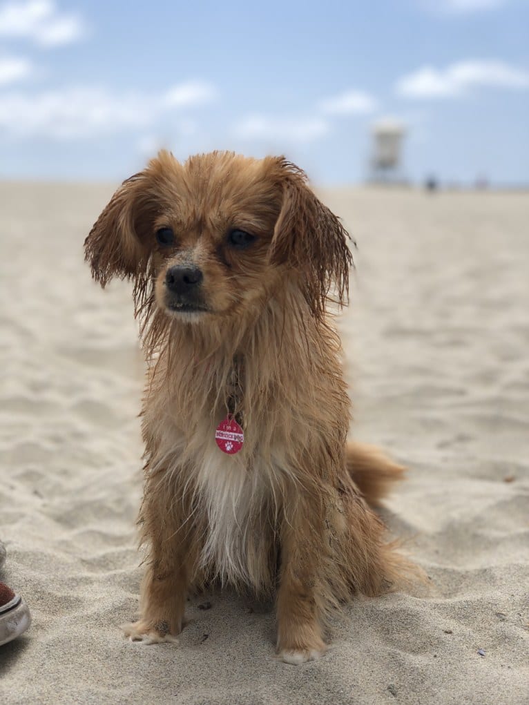 Cleo, a Cavalier King Charles Spaniel and Pomeranian mix tested with EmbarkVet.com