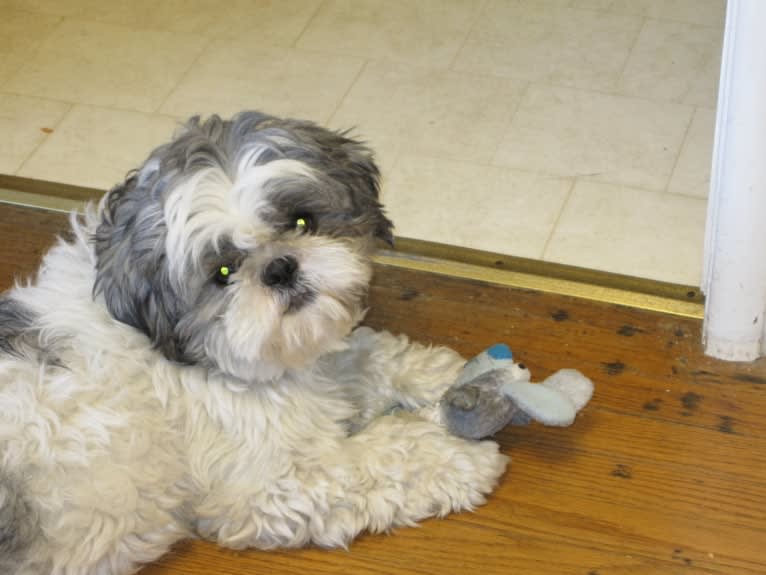 Tivo, a Shih Tzu tested with EmbarkVet.com