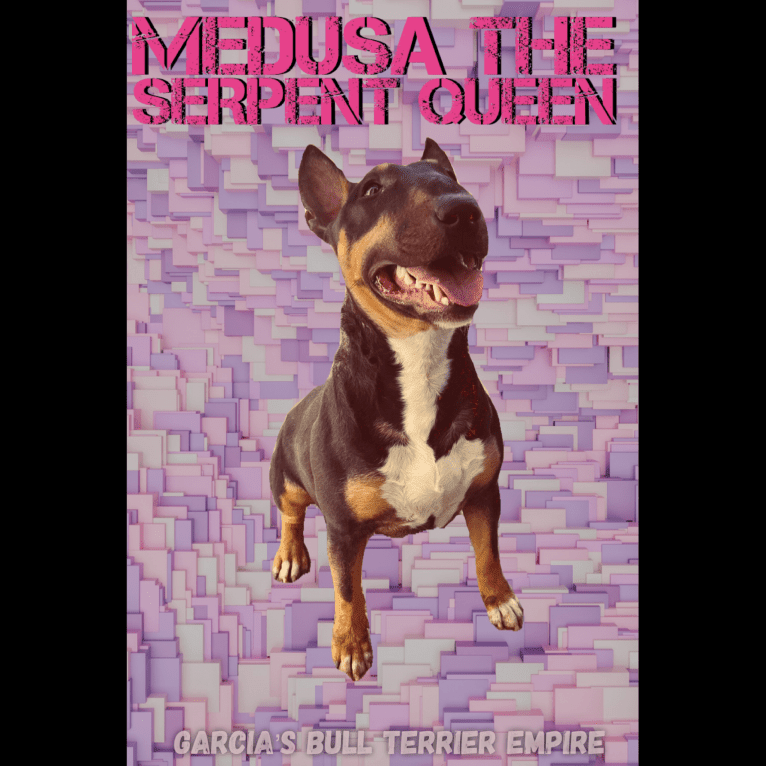 Medusa the serpent queen, a Bull Terrier tested with EmbarkVet.com
