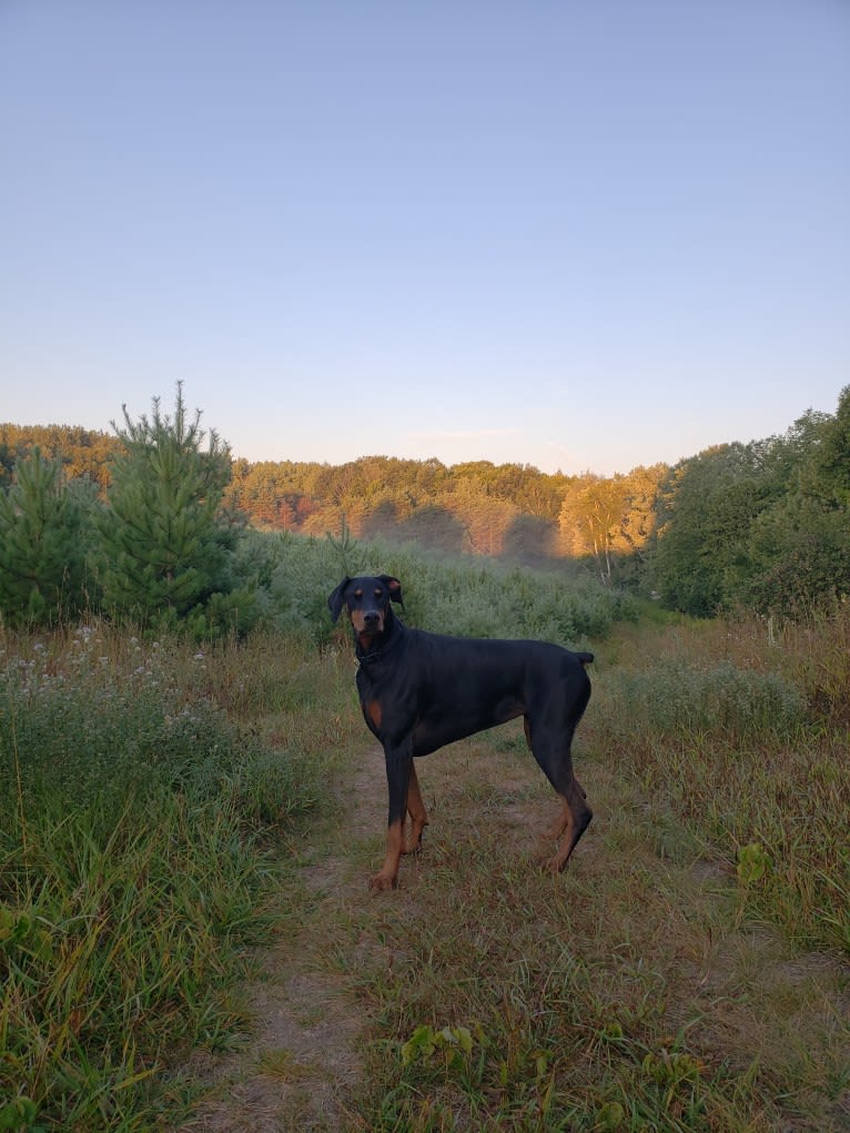 Halo, a Doberman Pinscher tested with EmbarkVet.com