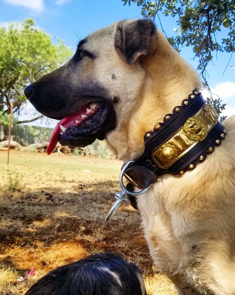 Ziva the Diva, an Anatolian Shepherd Dog tested with EmbarkVet.com