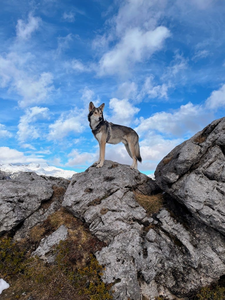 Oberon Wakanda Tachunga, a Saarloos Wolfdog tested with EmbarkVet.com