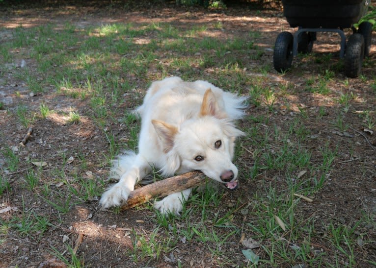 Roxy, a Siberian Husky and Labrador Retriever mix tested with EmbarkVet.com